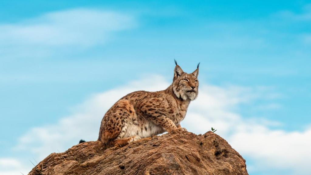 Lince ibérico sobre una roca.