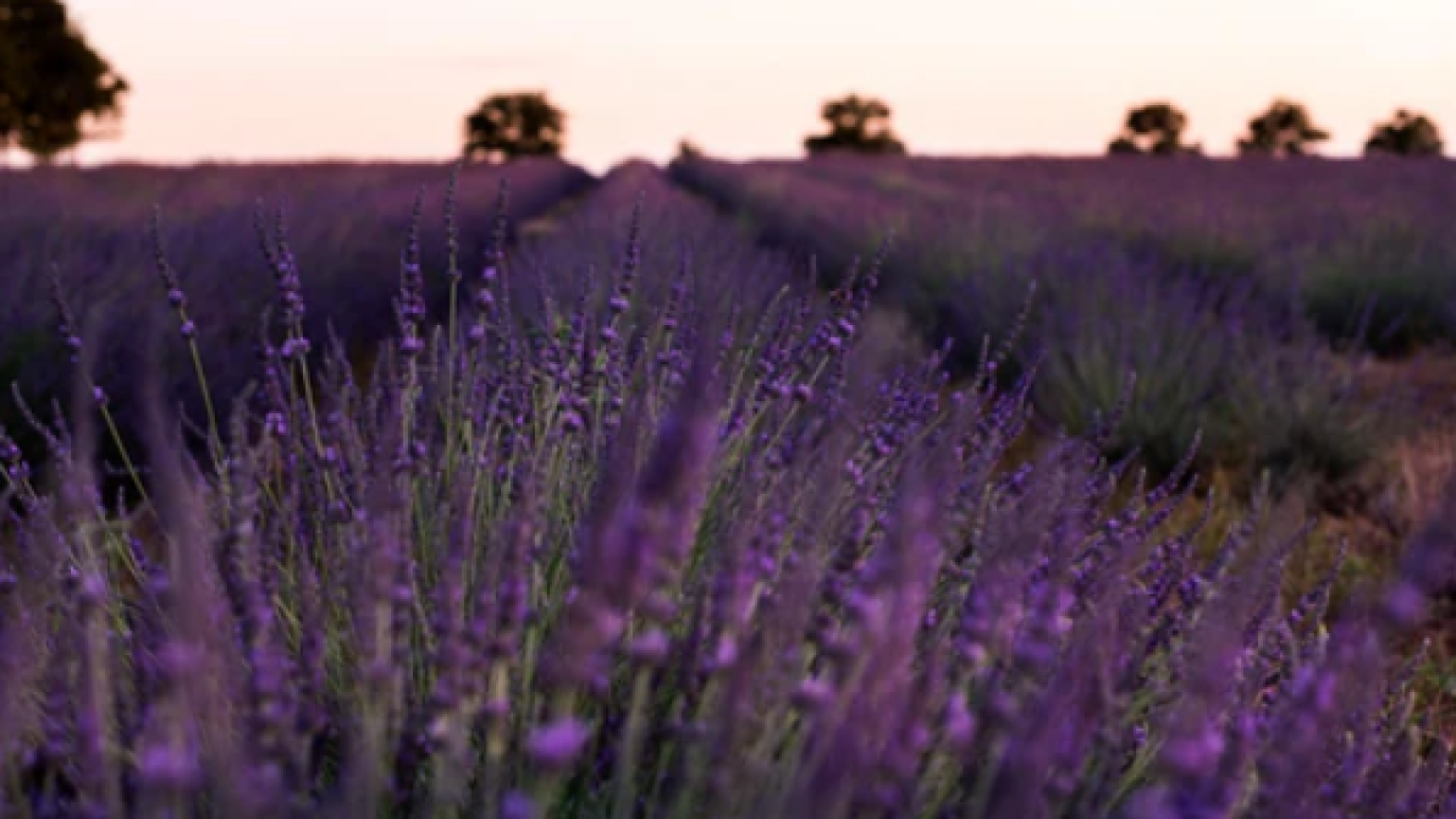 Viajar a la Toscana sin salir de Sevilla es posible: la única plantación andaluza de lavanda está aquí