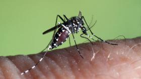 Un mosquito, en una imagen de archivo.