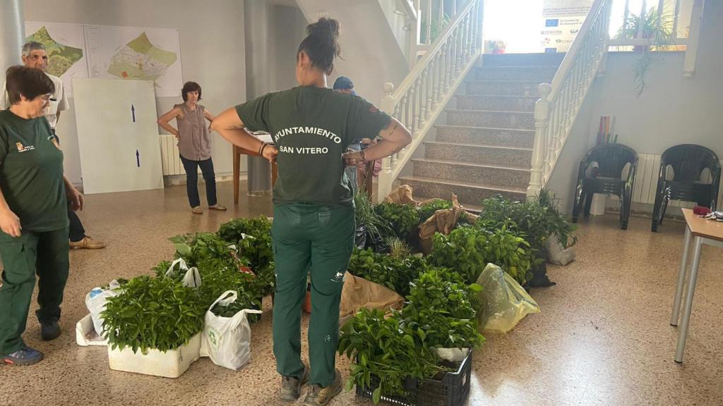 Plantas donadas a los horticultores de San Vitero