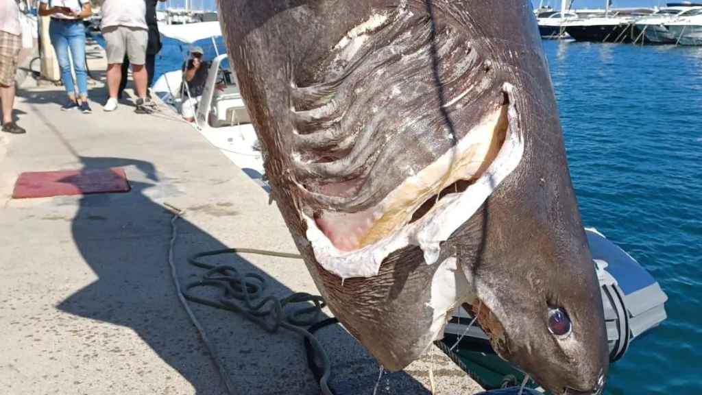 Tiburón encontrado en Altea.