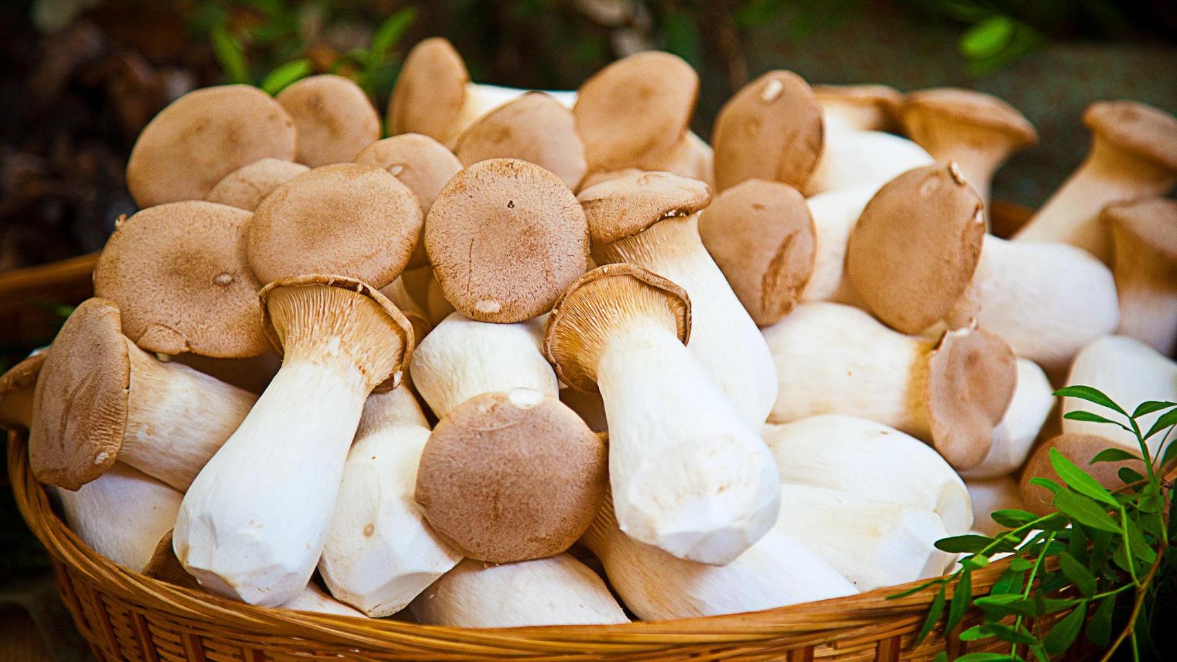 Boletus.