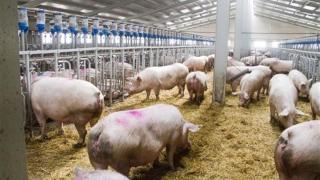 Los vecinos de un pueblo de Toledo se levantan indignados contra una macrogranja de 18.000 cerdos