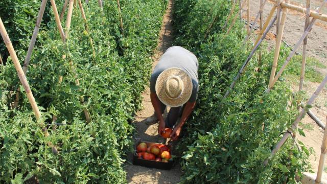 Un agricultor recogiendo tomates huevo de toro.