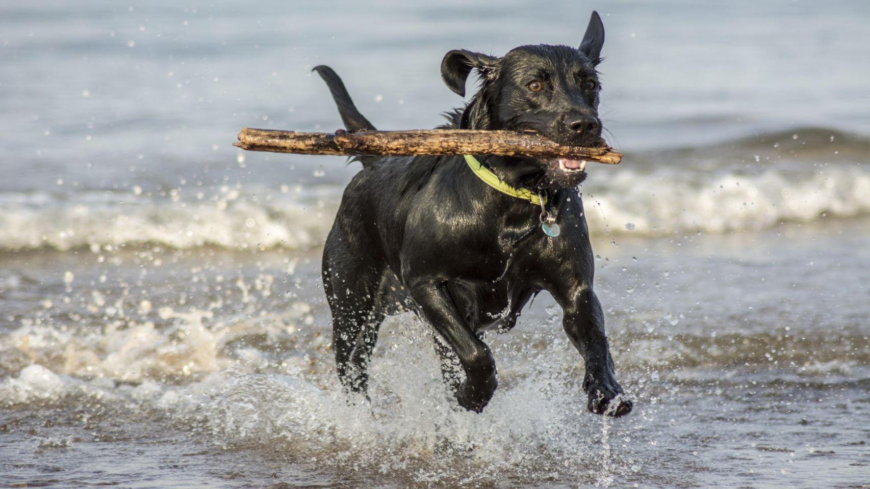 Perro en una playa