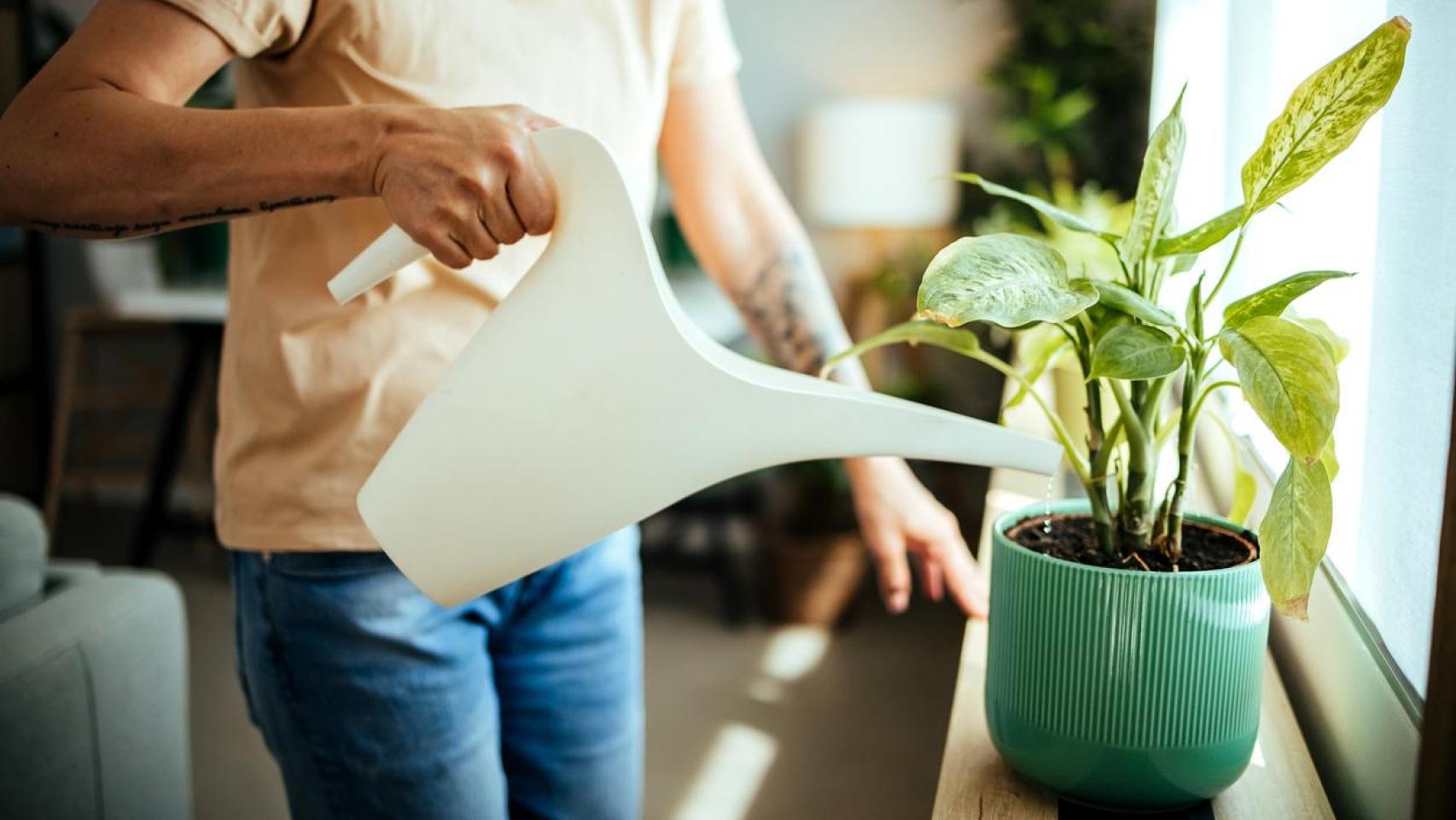 Una persona regando una planta.