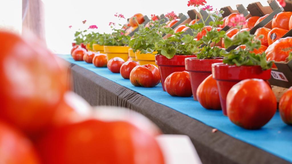 Tomates huevo de toro.