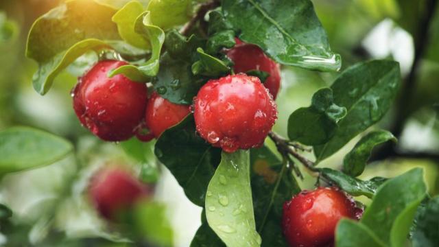 Acerola.