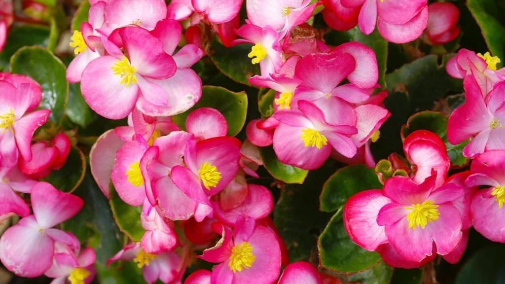 Begonias.