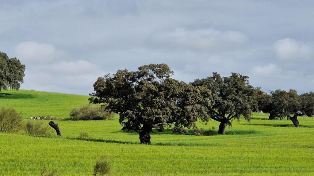 La dehesa de Los Pedroches.