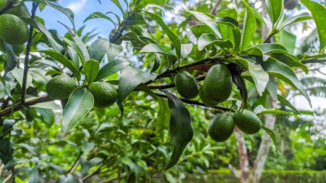 Plantación de aguacate.