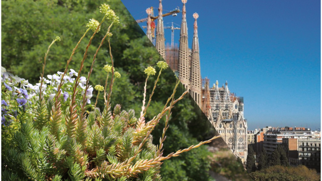 La planta de 'uña de gato' y los pináculos de 'La Sagrada Familia' de Gaudí.