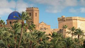 El Palmeral de Elche, en una imagen de archivo.