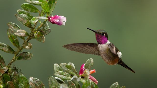 Colibrí.