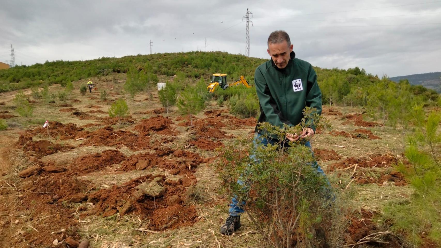 David Fuentes, coordinador de WWF, trabajando en las tareas de restauración.