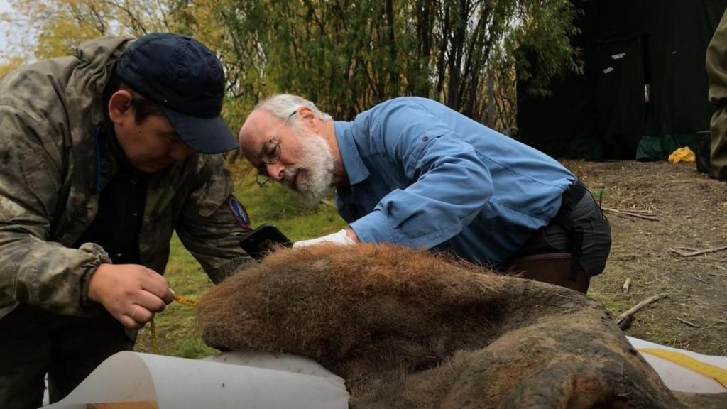 Dos científicos revisan la piel de la hembra de mamut fallecida hace 52.000 años.