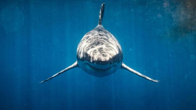Los tiburones son habituales en zonas como el golfo de México, pero están adquiriendo comportamientos extraños