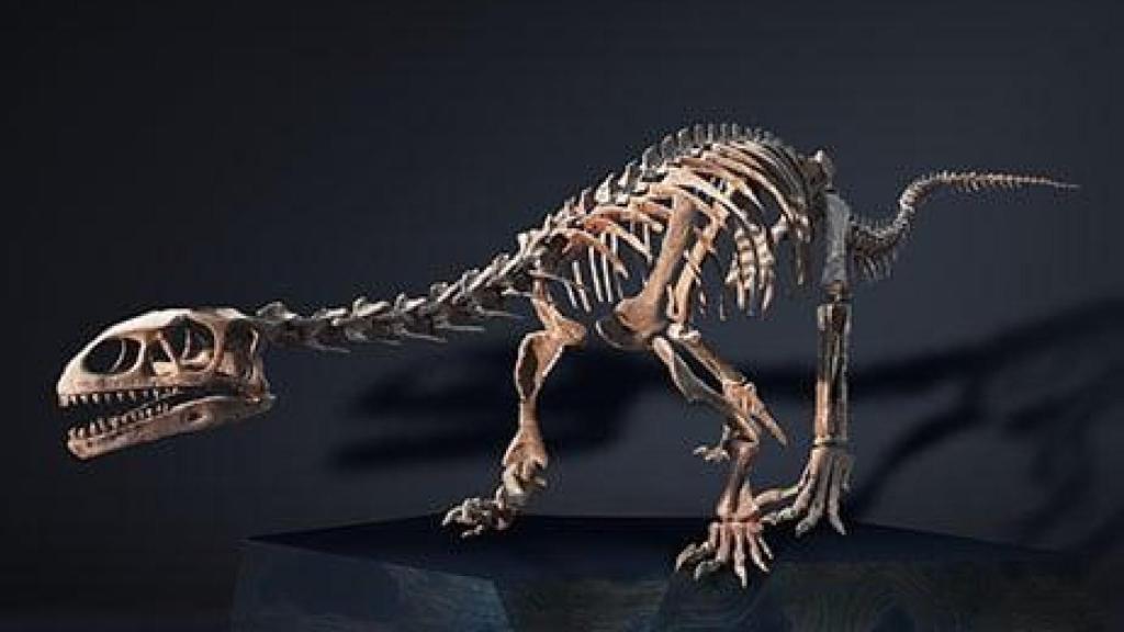 La maqueta de la especie Leonerasaurus que se expondrá próximamente en CaixaForum.