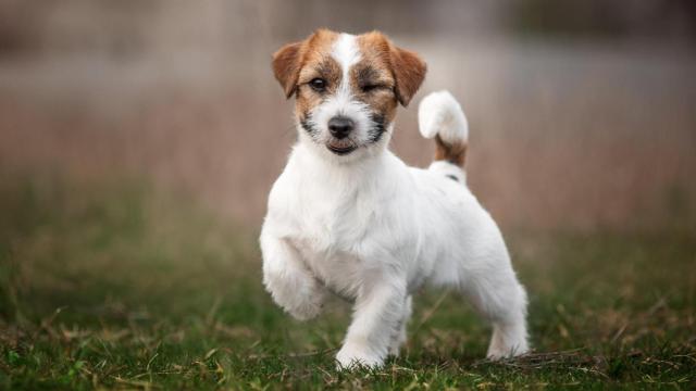 Imagen de archivo de un perro.