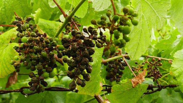 Imagen de uvas afectadas por el mildiu