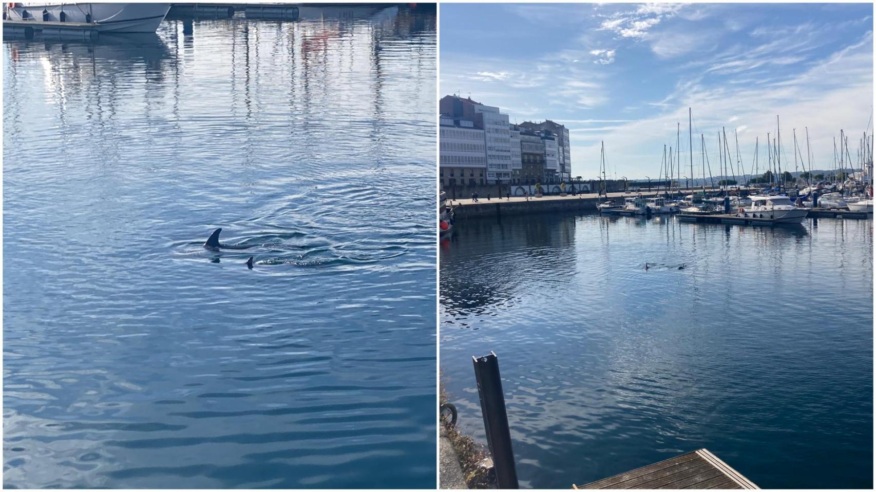 Los delfines en el Puerto de A Coruña este sábado