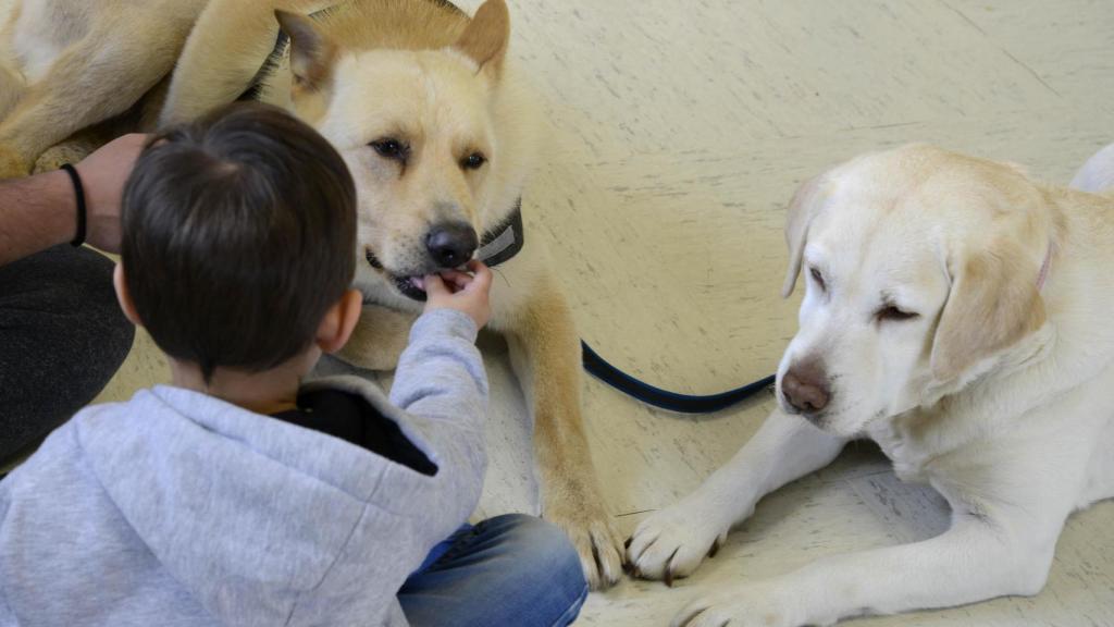 Terapia con perros en el Hospital Materno de A Coruña