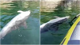 Imágenes del delfín encontrado en Mera