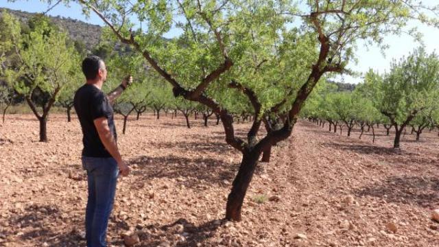 El agricultor Ramón Solà de Ibi ante uno de los almendros que cultiva.