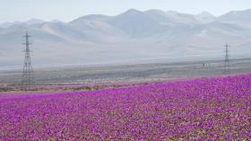 El evento de 'desierto florido' cubre Atacama de flores moradas.