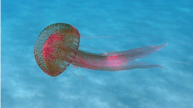 La medusa pelagia noctiluca, la más común en Málaga.