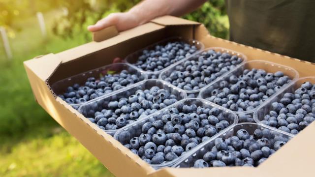 Berries Passion S.L creará una planta de cultivo de arándanos en Curtis (A Coruña).