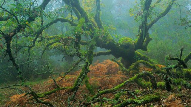 Parque Natural Los Alcornocales.