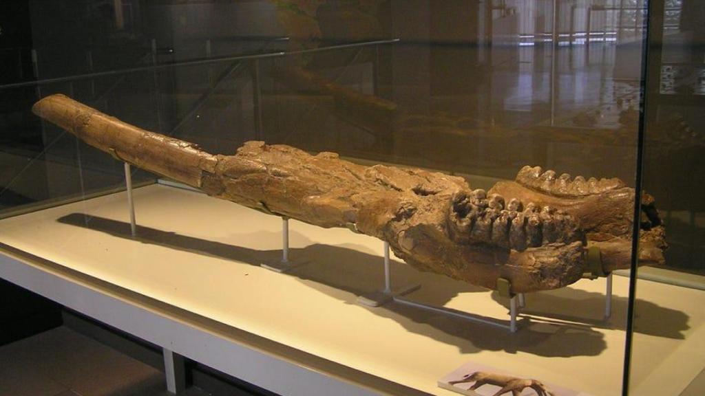 Parte de la mandíbula del mastodonte encontrado en Crevillente.