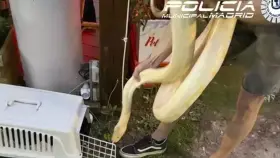 La Policía Municipal de Madrid inmovilizando a la serpiente de 16 kilos y 3 metros.