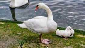 Imagen de un cisne con sus crías.