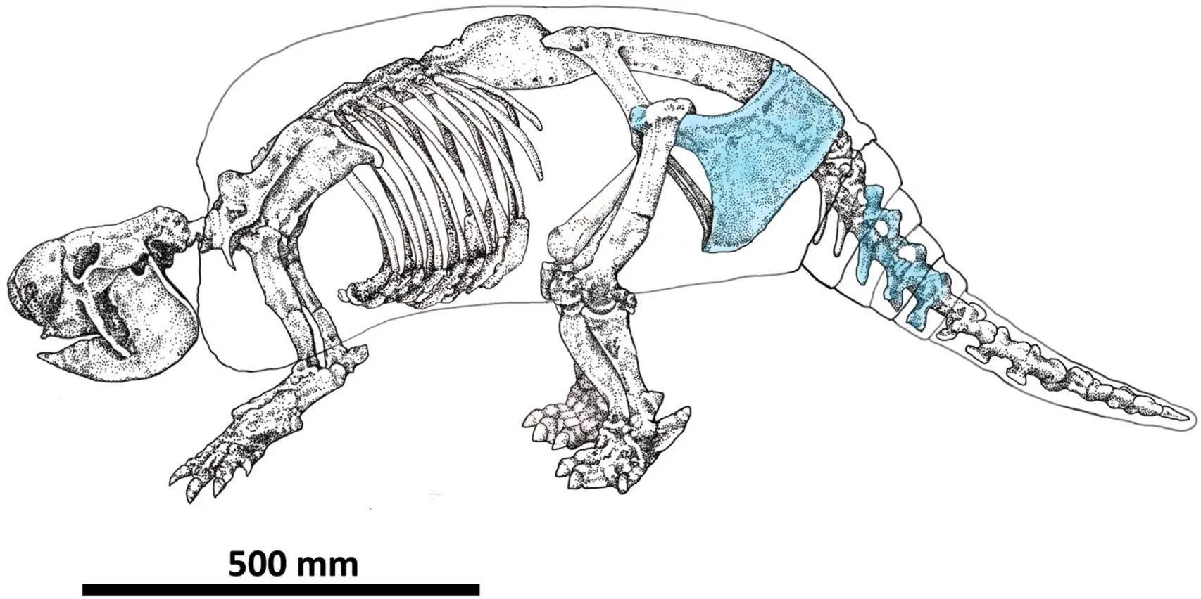 Dibujo del esqueleto del 'Neosclerocalyptus'. En azul, las zonas que presentan marcas de corte.