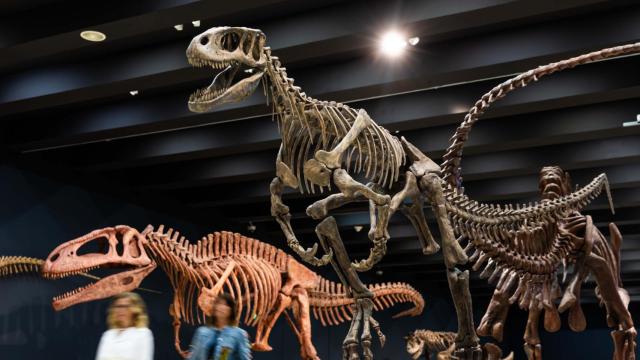 Los Dinosaurios de la Patagonia, la nueva exposición de CaixaForum Madrid. Foto: CaixaForum