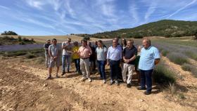 Visita de la lavanda de Cogollor (Guadalajara).