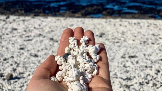 Mano sosteniendo 'palomitas' de la playa.