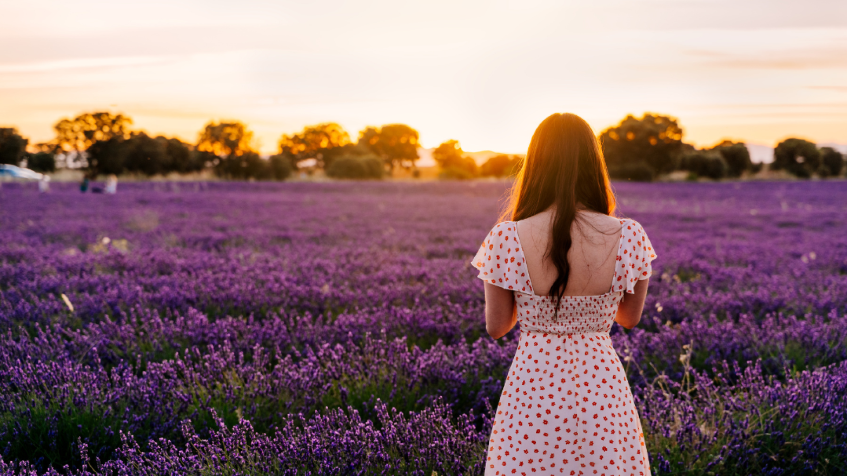 Campo de lavanda.