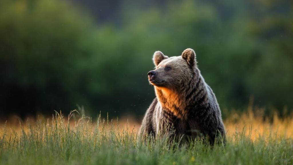 Oso pardo en su hábitat.