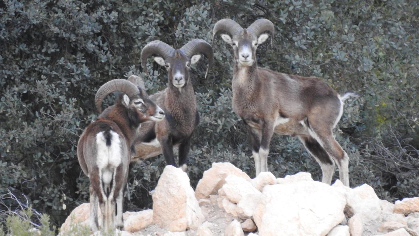 Arruís en el Monte de Alicante.