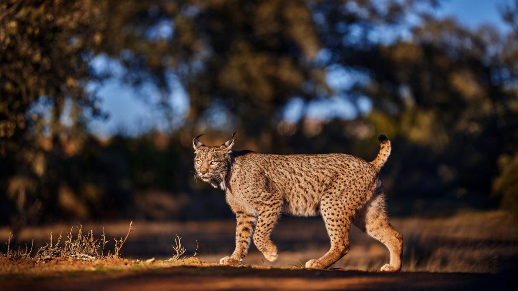 Esta es la única comunidad autónoma española que protege a los linces ibéricos con sus señales de tráfico