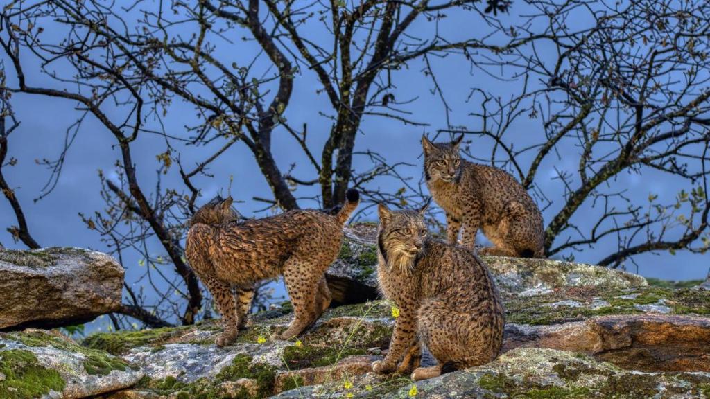 Familia de linces ibéricos al anochecer.