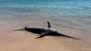 La aparición de un pez espada de dos metros de longitud obliga a cerrar temporalmente una playa de Tarragona