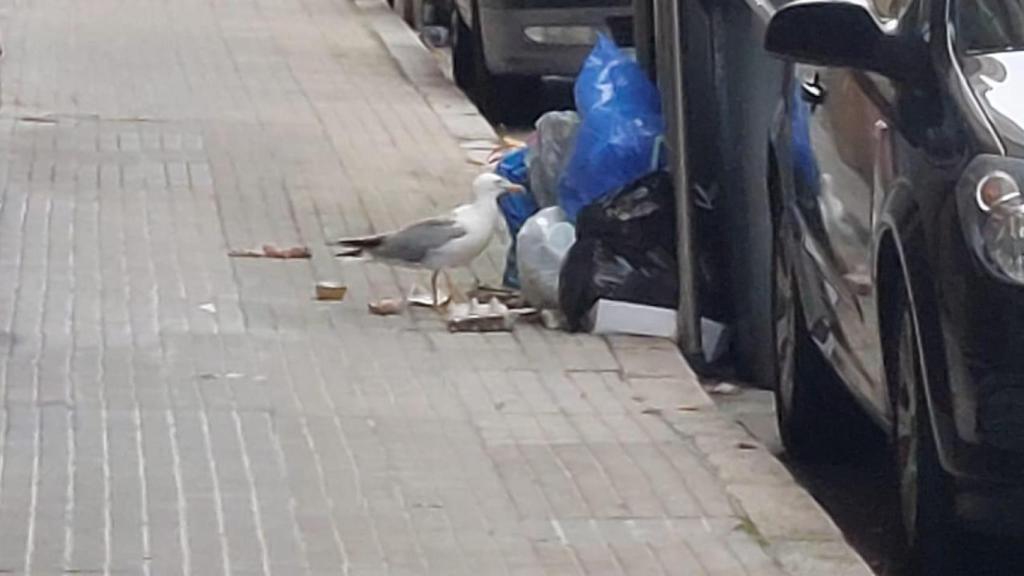 Gaviota picando bolsas de basura en A Coruña