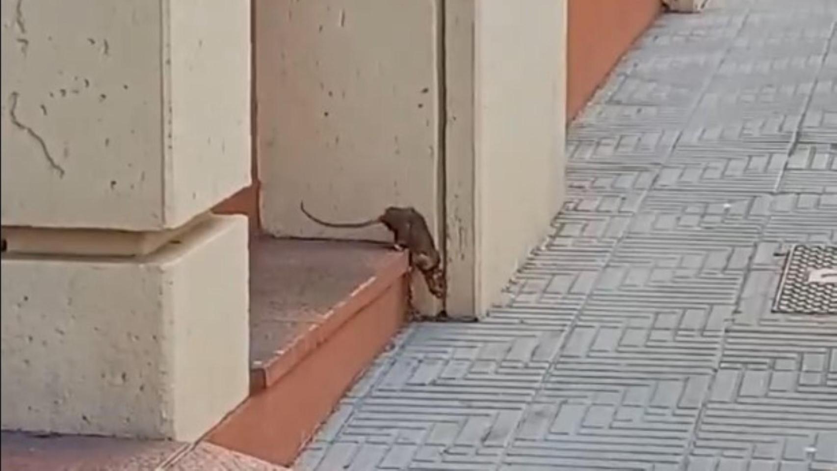 Una rata en el barrio de Los Rosales
