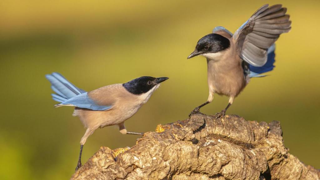 Pareja de cobilargos ibéricos.