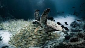 Tortuga en el fondo marino. Foto: Pexels/Daniel Torobekov