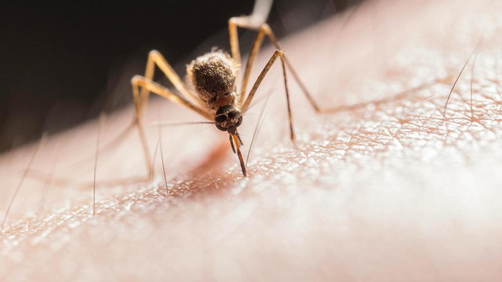 Un mosquito en una imagen de archivo.